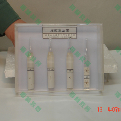 山东膜翅目科昆虫