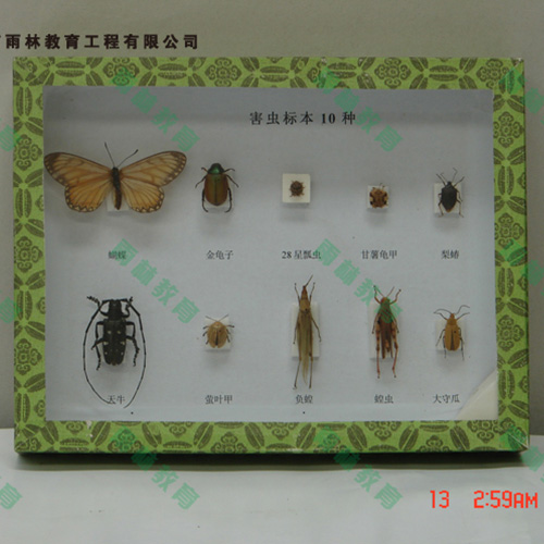 山东园林害虫昆虫标本