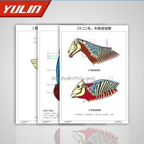 山东陈列标本