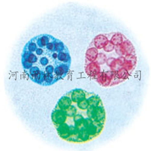 山东运动系统塑化标本