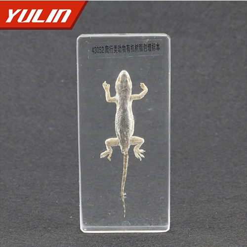 山东50种爬行类标本