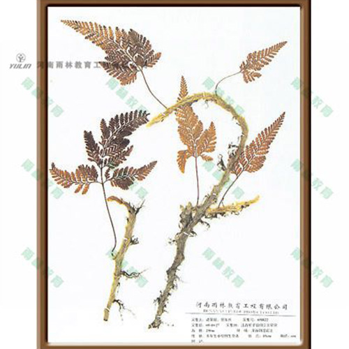 山东植物学挂图