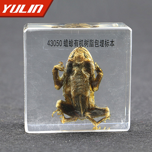 山东蟾蜍包埋标本