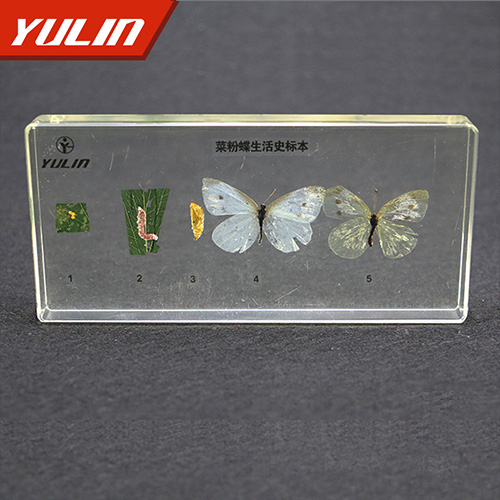 山东菜粉蝶生活史包埋标本