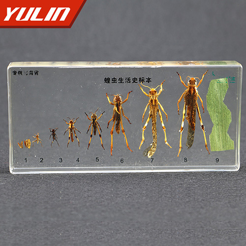 山东蝗虫生活史包埋标本