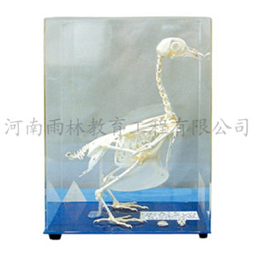 山东鸽骨骼标本