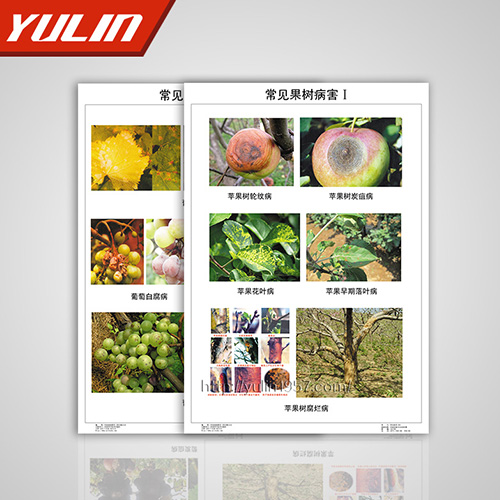 山东园林植物病理挂图