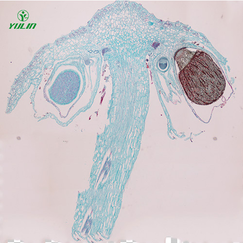 山东苔藓植物生物实验玻片