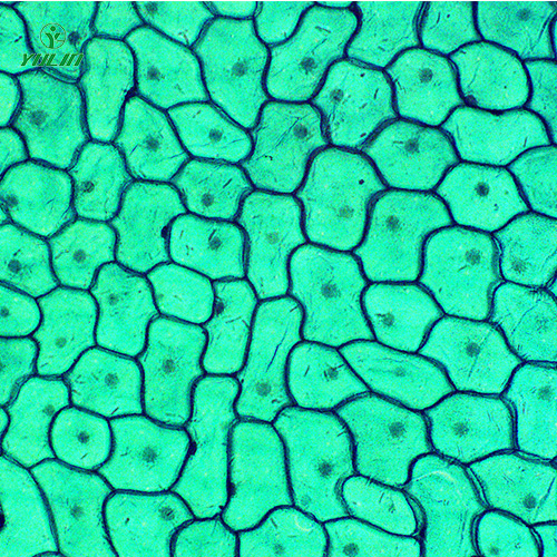 山东植物生物学细胞及组织生物玻片