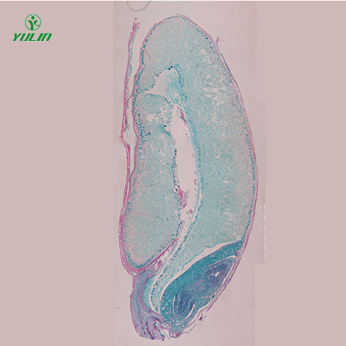 山东植物生物学种子类生物玻片