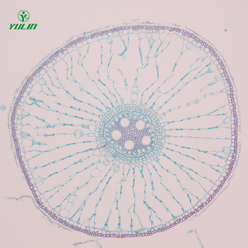 山东植物生物学根及根的变态生物玻片