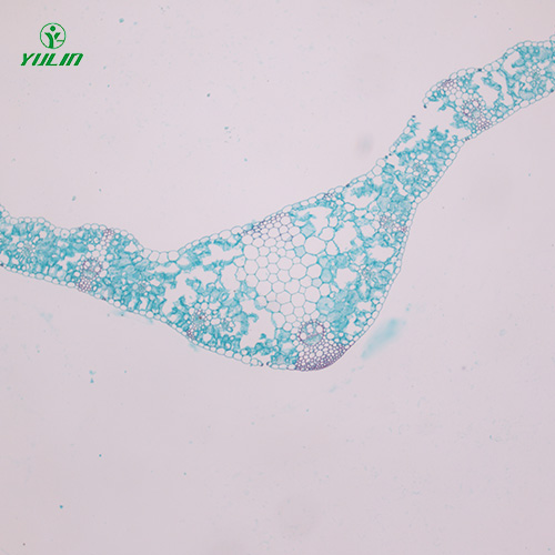 山东植物生物学叶及叶的变态生物玻片