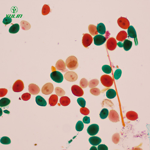 山东植物生物学花及花的生长生物玻片