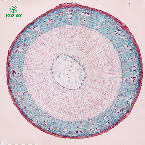 山东植物生物学茎及茎的变态生物玻片