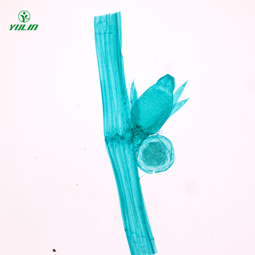 山东植物生物学藻类植物生物玻片