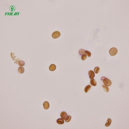 山东植物生物学菌类植物生物切片
