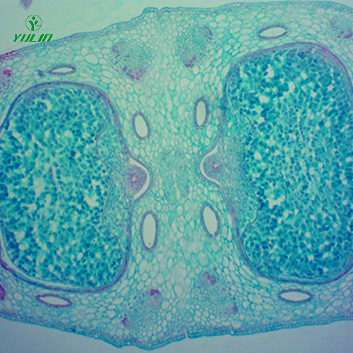 山东中药植物胚及果实类生物纤维玻片