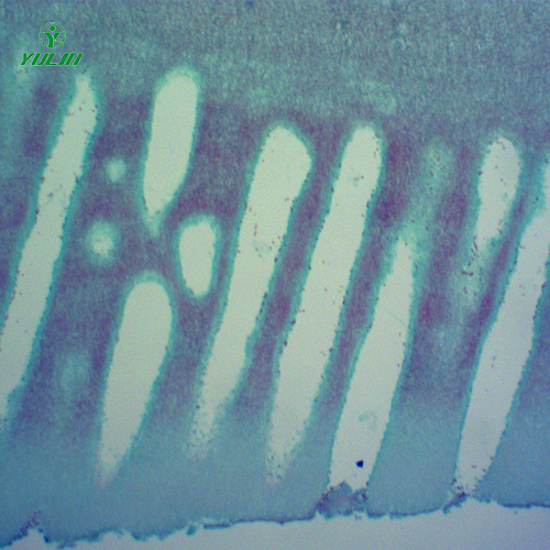 山东常见中药植物菌、藻类生物玻片
