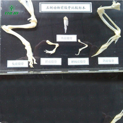 山东五纲动物前肢比较