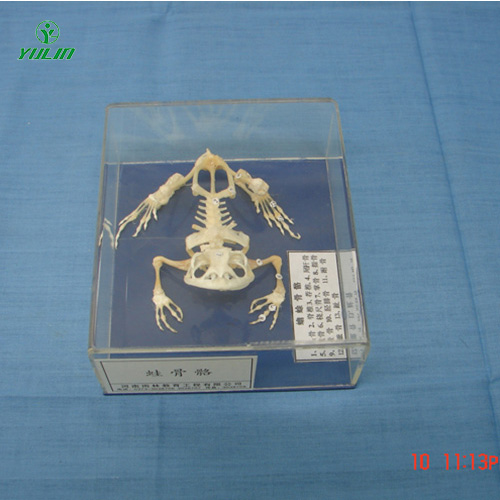 山东蛙骨骼包埋标本