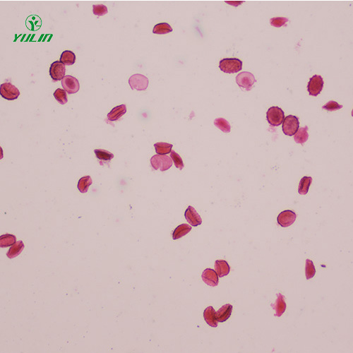山东医学蠕虫线虫生物显微切片