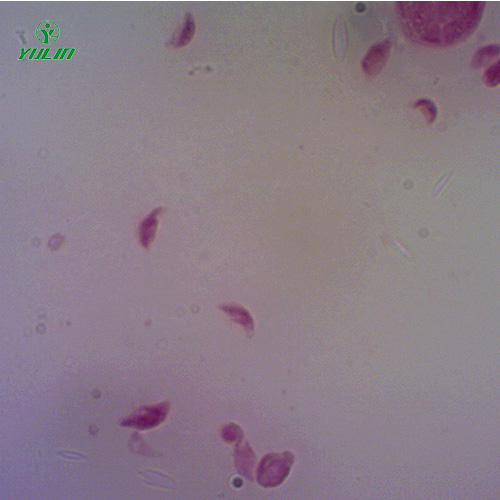 山东医学原虫孢子虫生物实验玻片