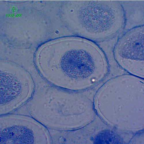 山东细胞及遗传学生物实验玻片标本