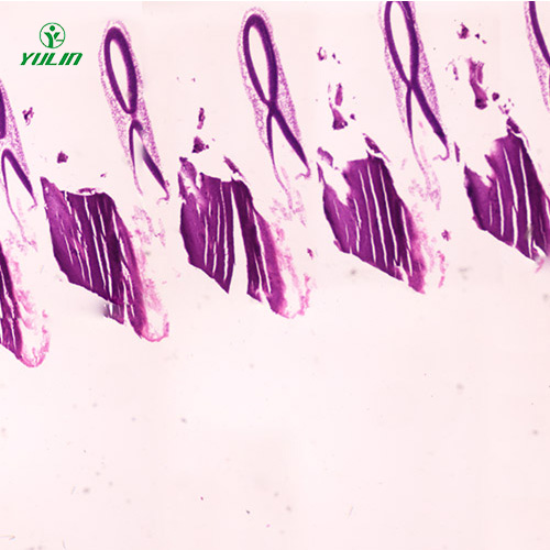 山东动物胚胎学生物显微切片