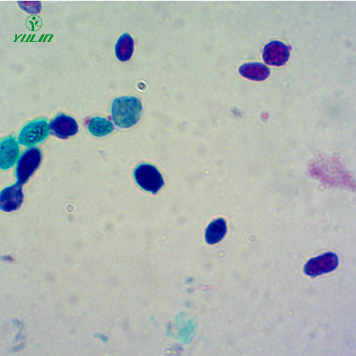 山东酵母菌生物切片