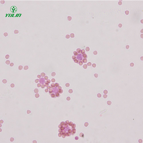 山东免疫学生物实验玻片标本