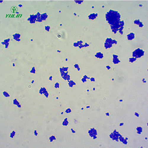 山东球菌生物显微实验玻片