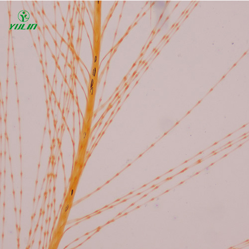 山东各种鸟类生物玻片