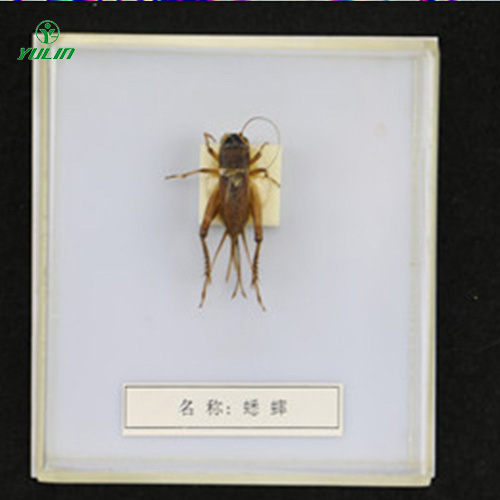 山东益虫标本20种