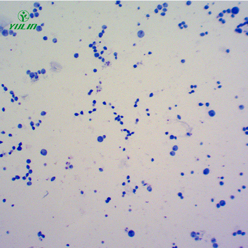 山东医学原虫鞭毛虫生物实验切片