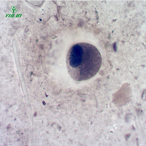 山东医学寄生虫纤毛虫玻片