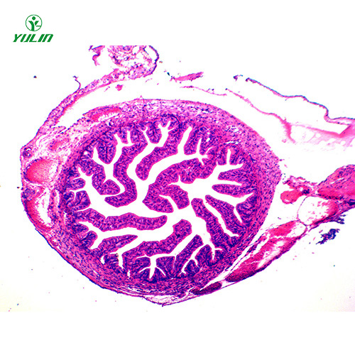 山东人体组织学上皮组织生物玻片