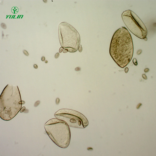 山东植物线虫学玻片
