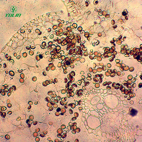 山东杂粮薯类植物病害生物玻片